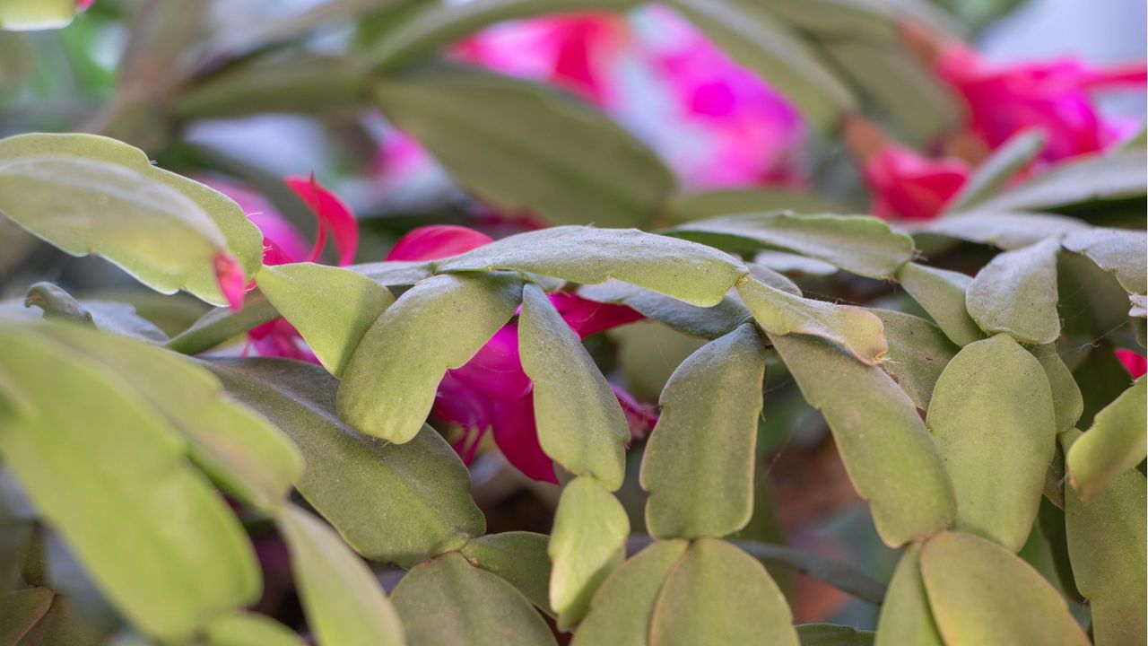 Why are the leaves on my Christmas cactus turning limp