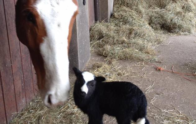 Solomon with baby Rosie last year smile emoticon She's quite a lot bigger now but all the horses and sheep get along really well