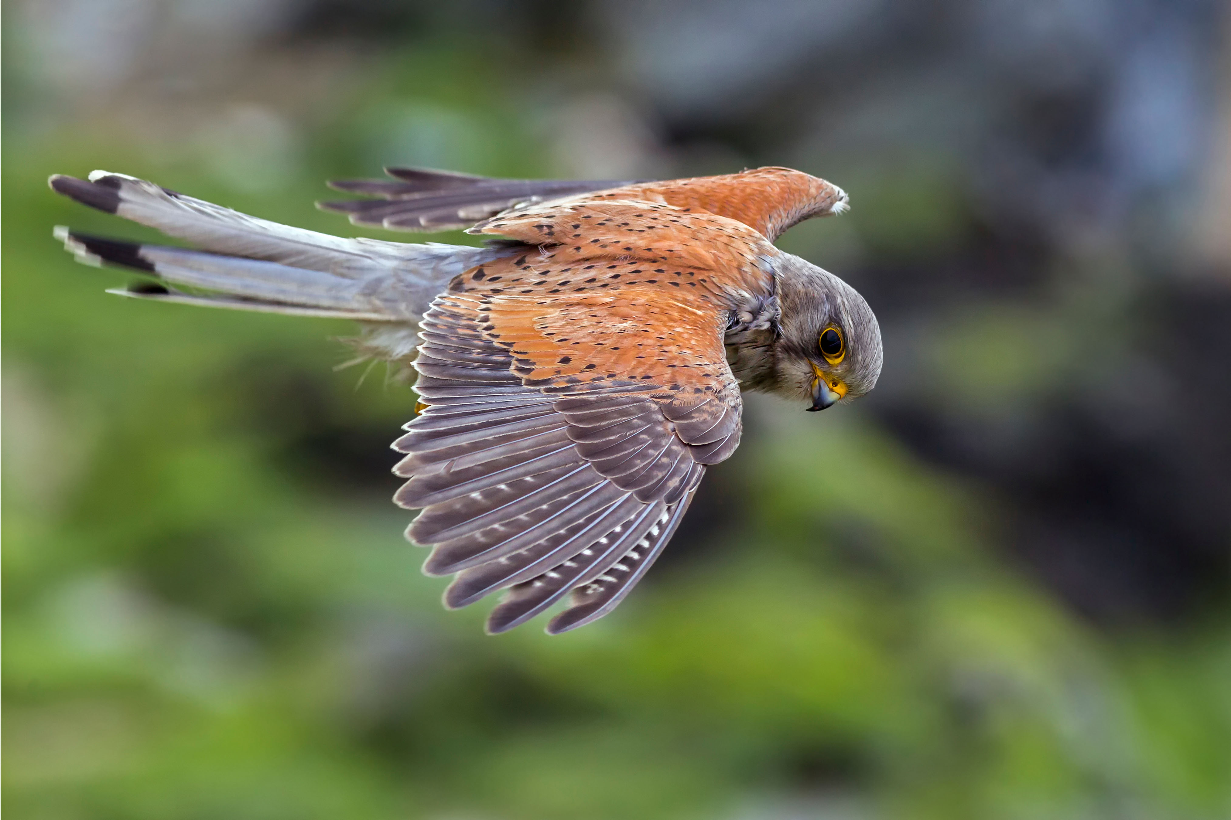 Kestrel 