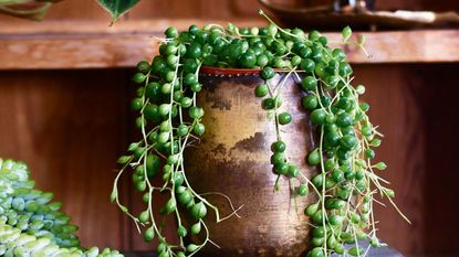 string of pearls in gold pot on top of a pile of books