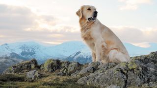 Golden Retriever sitting on rocks with mountains in behind