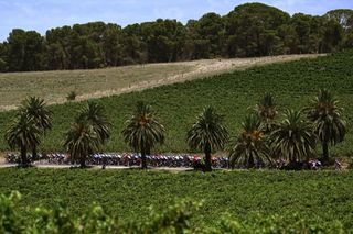 TANUNDA AUSTRALIA JANUARY 16 A general view of the peloton passing through a landscape during the 24th Santos Tour Down Under 2024 Stage 1 a 144km stage from Tanunda to Tanunda UCIWT on January 16 2024 in Tanunda Australia Photo by Tim de WaeleGetty Images