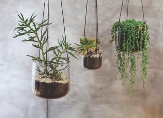 hanging basket ideas: clear glass planters