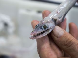 A baby lizard fish (Bathysaurus ferox)
