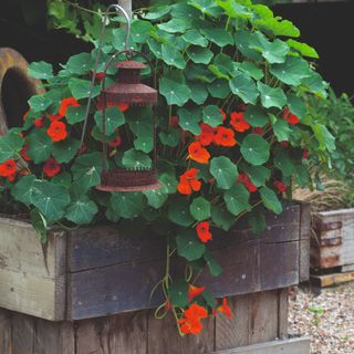 Red nasturtium flowers and plants in rustic wooden raised planter with rusted lantern