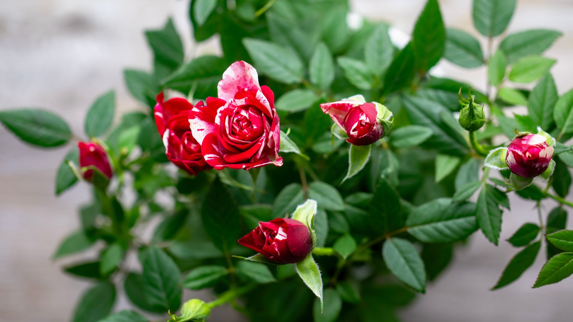picture of minature red roses in pot