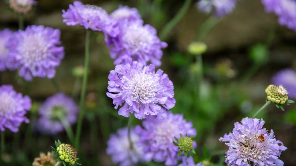 flowers up close of scabious flowers 