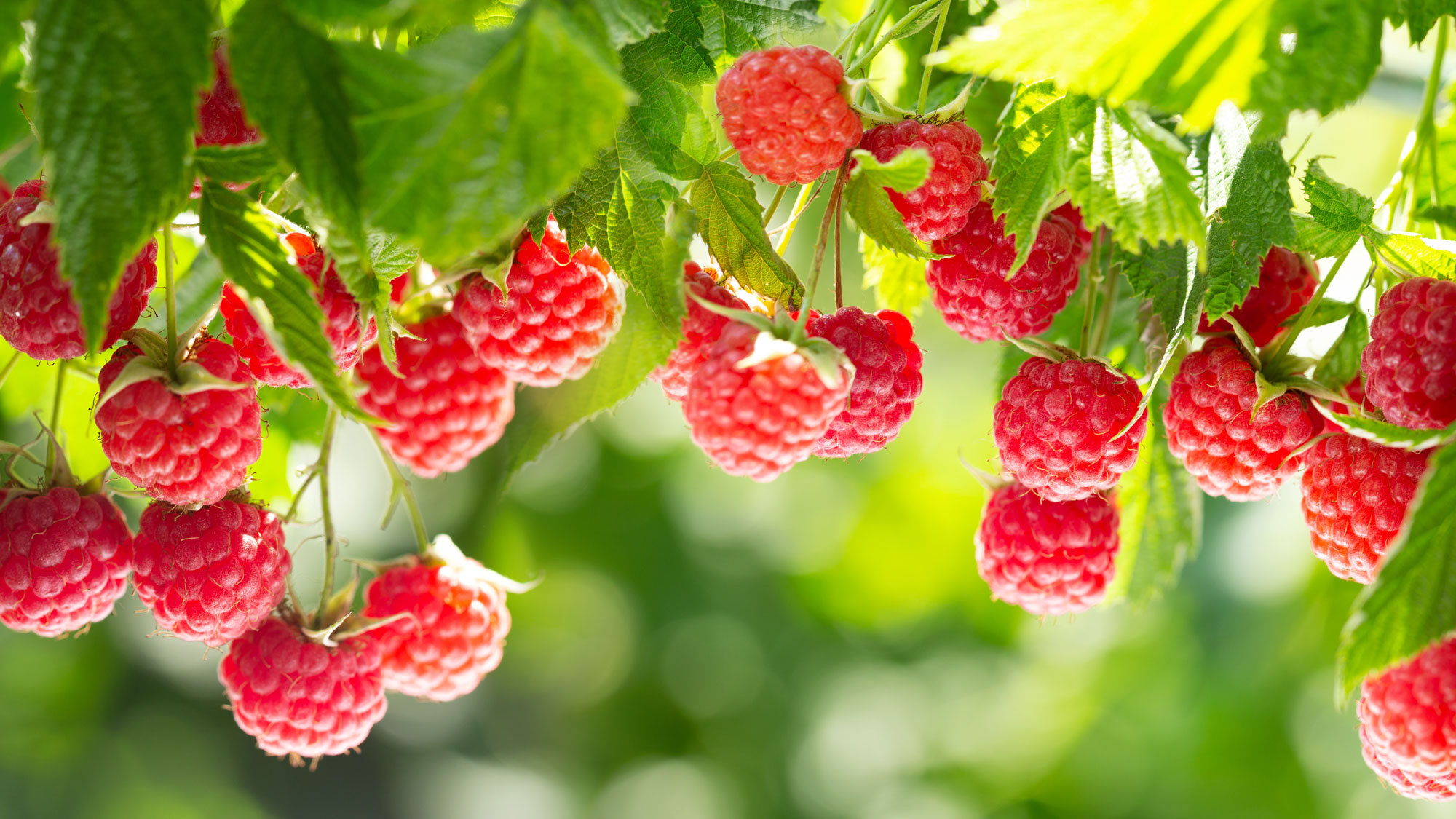 red raspberry fruits and green leaves growing on raspberry plants in sunshine