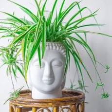 spider plant in a buddha head pot 