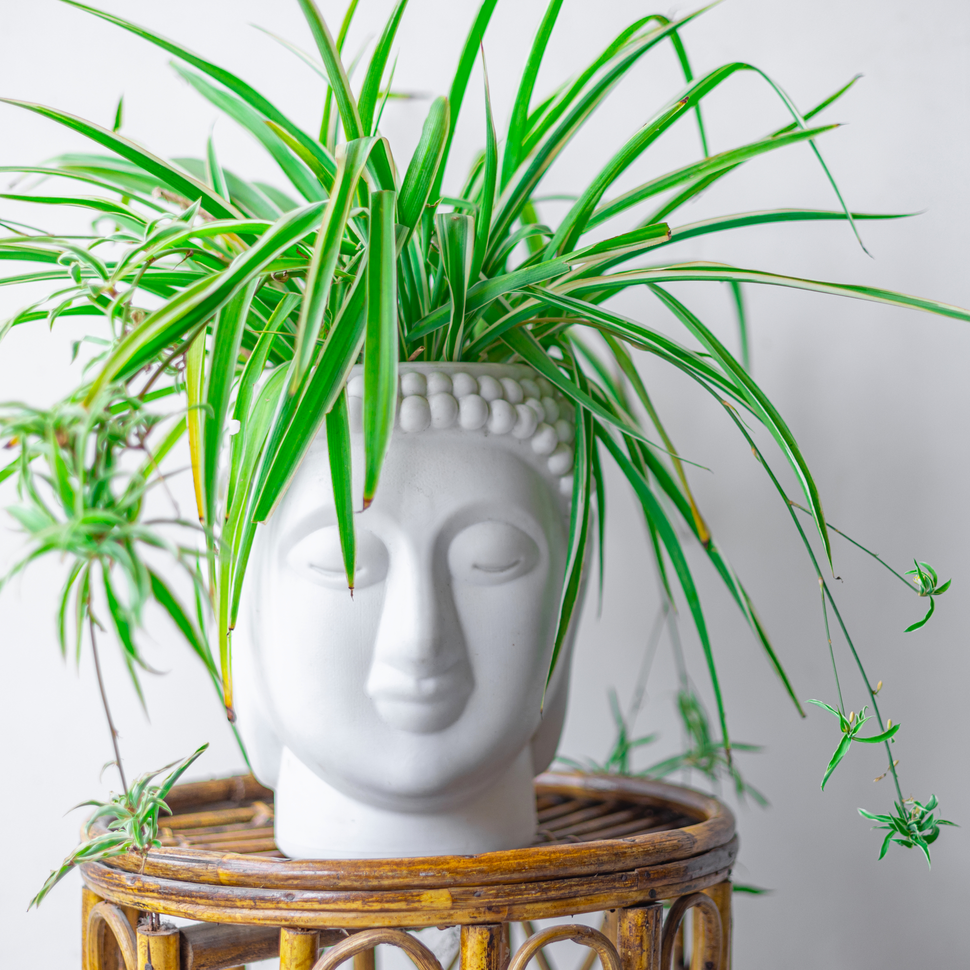 spider plant in a buddha head pot 