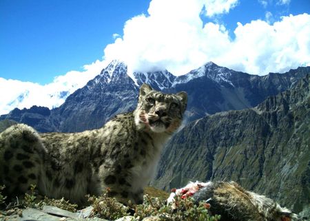 In the central Himalayas of Nepal, snow leopards depend on livestock for about 25 percent of their diet.