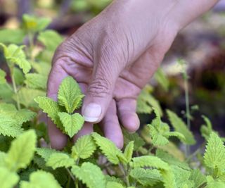 Mint bush with gardener's hand