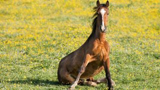 bay horse sat down in a field of buttercups