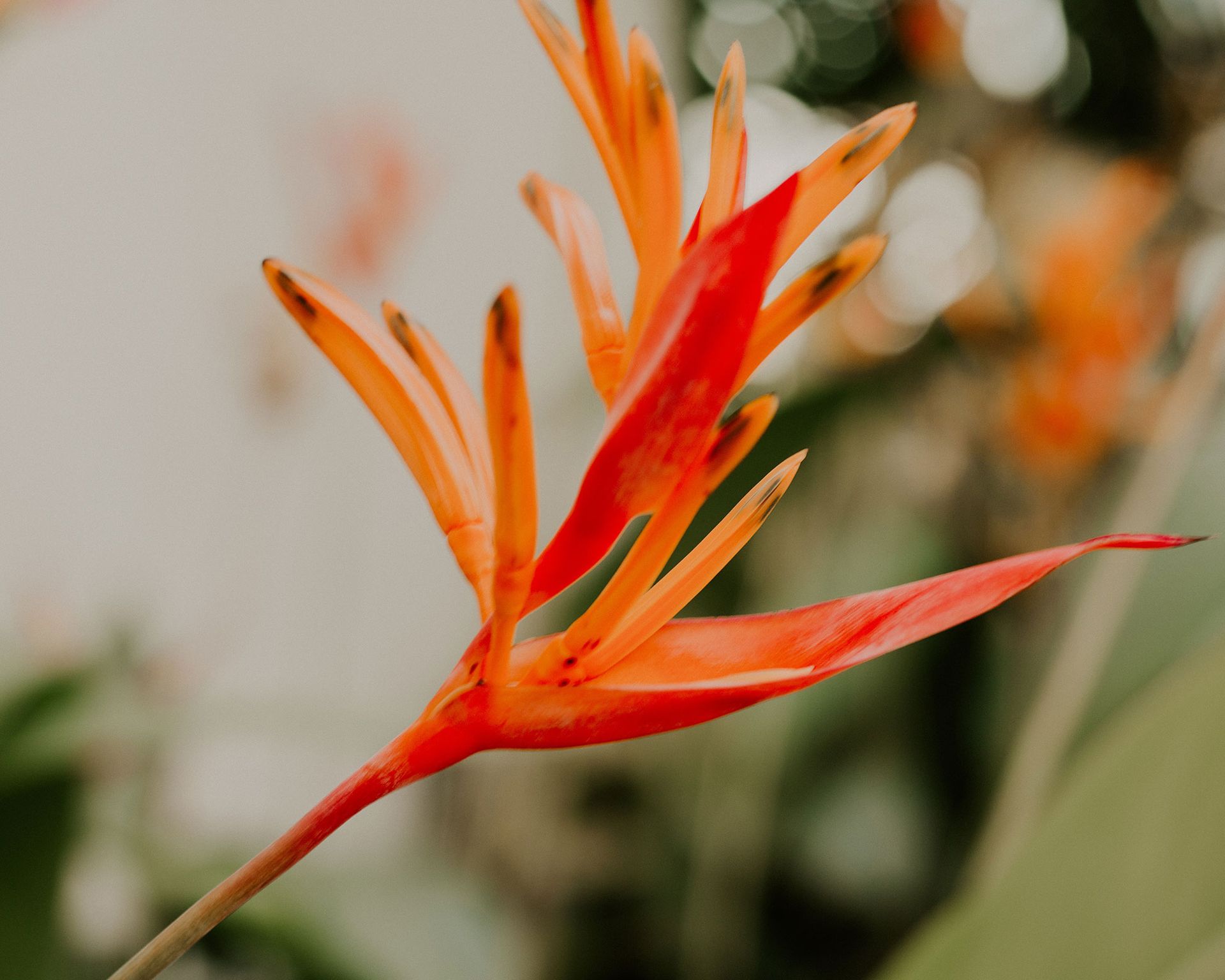 Tropical garden with canna
