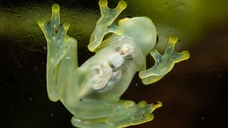 A glass frog
