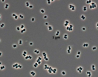 This bacteria was only found in two clean rooms.