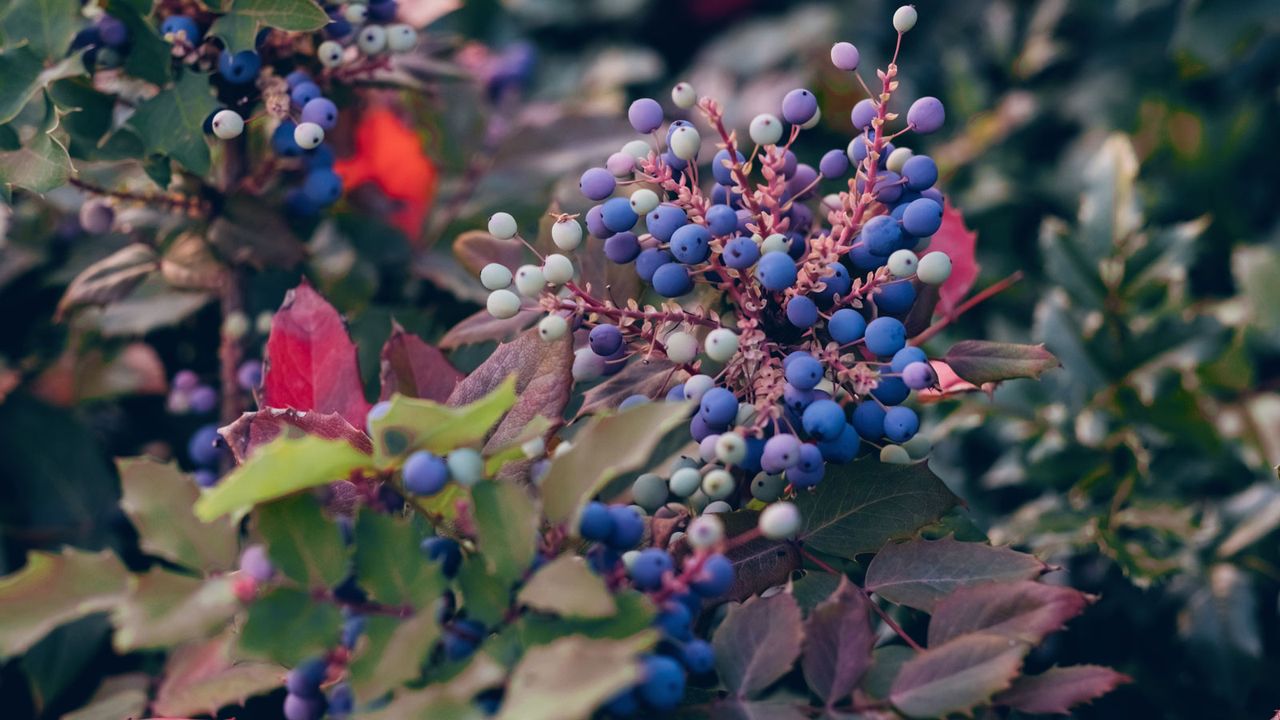 blueberries growing on native berry bushes