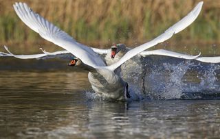 mute swan (Cygnus olor), in flight front view, Germany