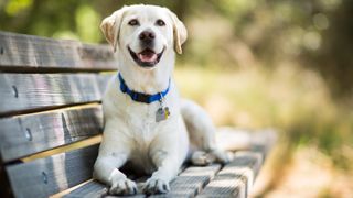 A yellow Labrador Retriever dog smiles as it lays on a wooden bench outdoors on a sunny day.
