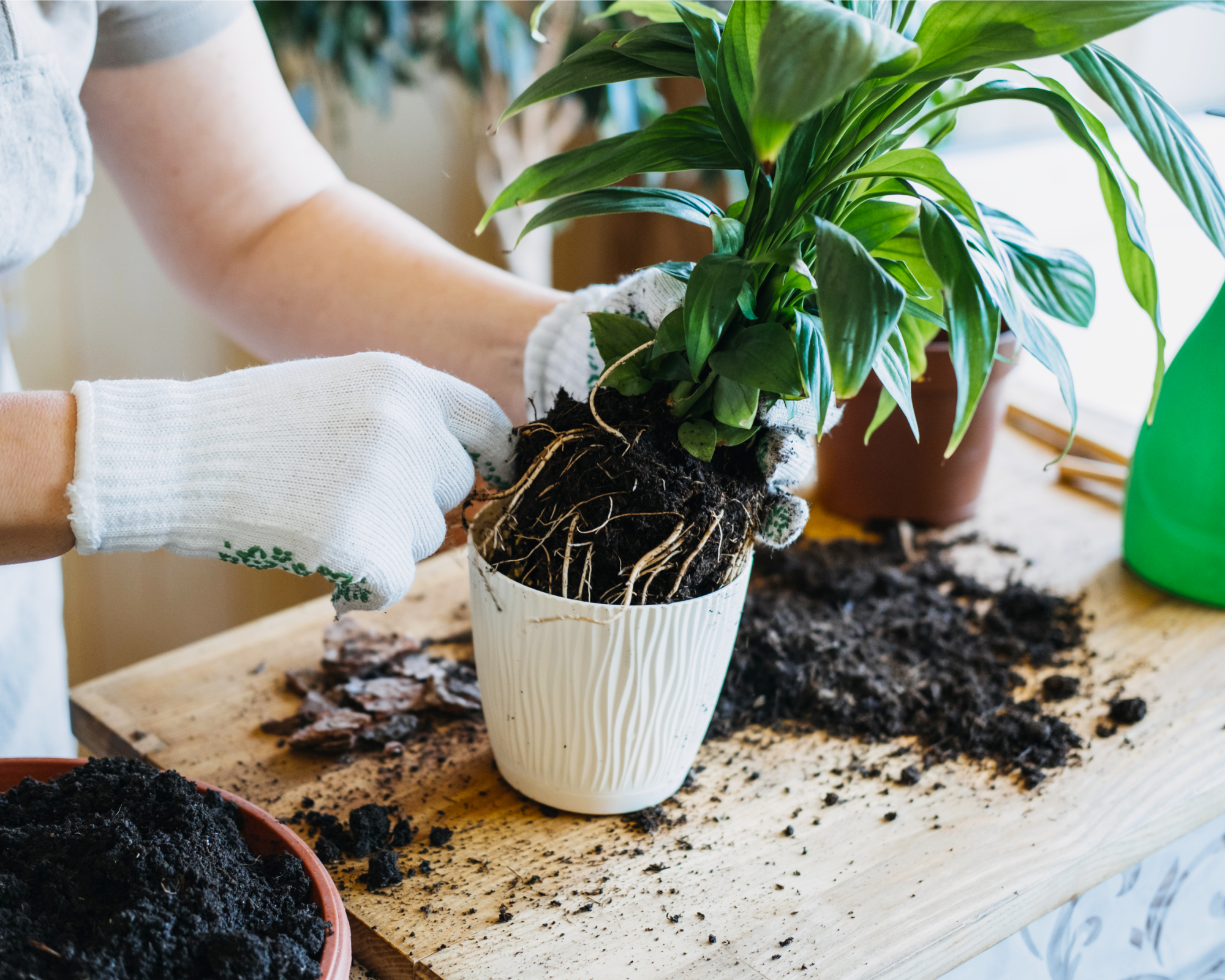 woman repotting peace lily