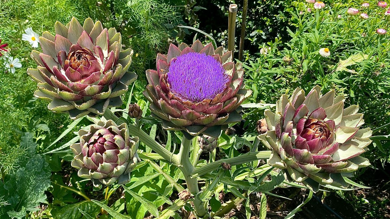 Horizontal landscape of heirloom artichoke with buds of violets purple Romagna globe growing in organic vegetable garden bed in summer country garden