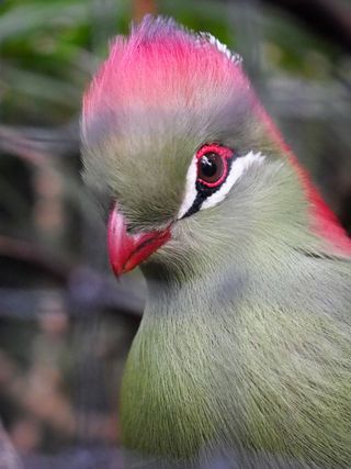 Despite the low light, low contrast and netting, the autofocus system was able to get this moving subject sharp.