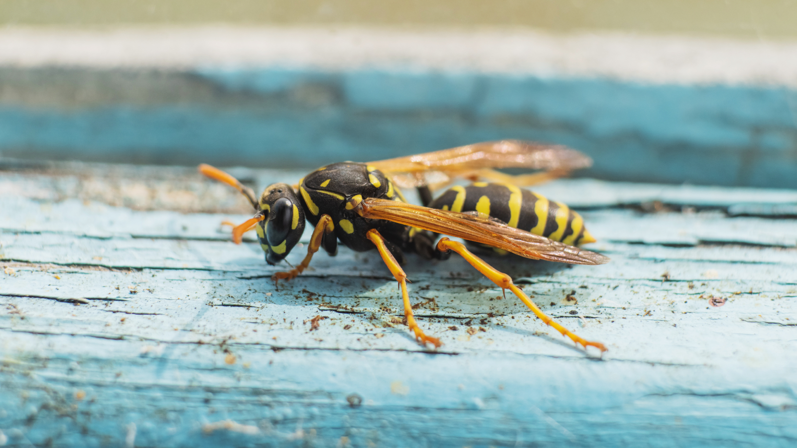 Paper wasp on painted wood