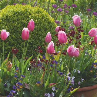 Pink tulip flowers growing in terracotta pots in garden