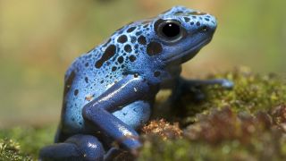 A close up of a blue poison dart frog