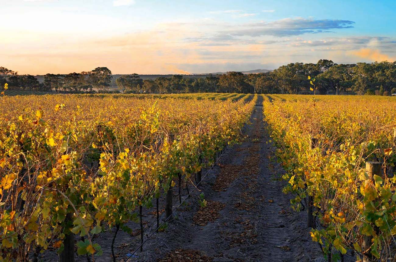 Grosset: producer profile and Riesling vertical | Decanter