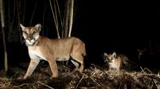 A night-time photo of a mountain lion with her kittens