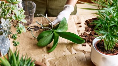 removing rotten roots before repotting an orchid