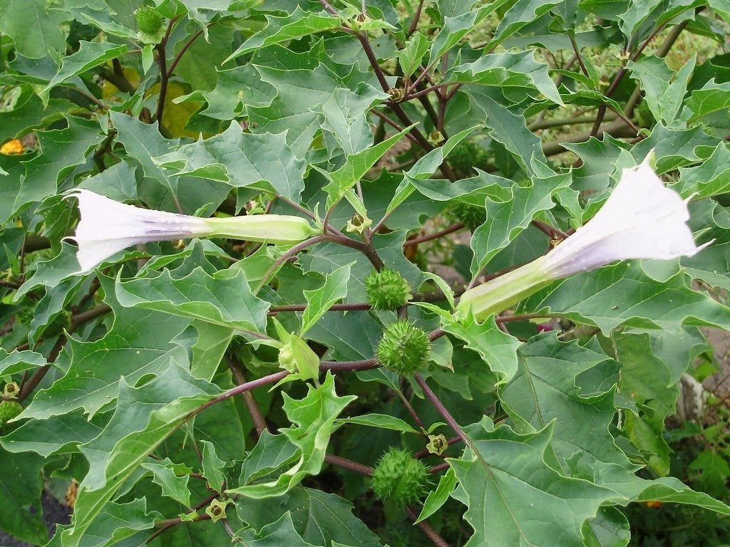 Jimsonweed Plant