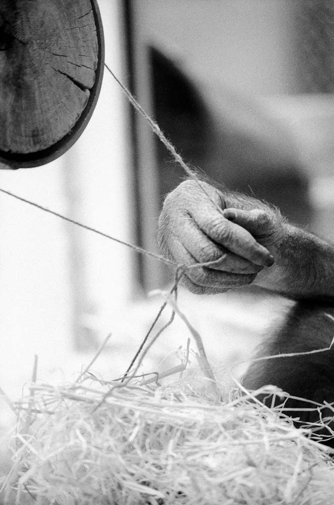 Wattana is using the ropes and the wooden pole of her enclosure to weave the wool yarns given to her.