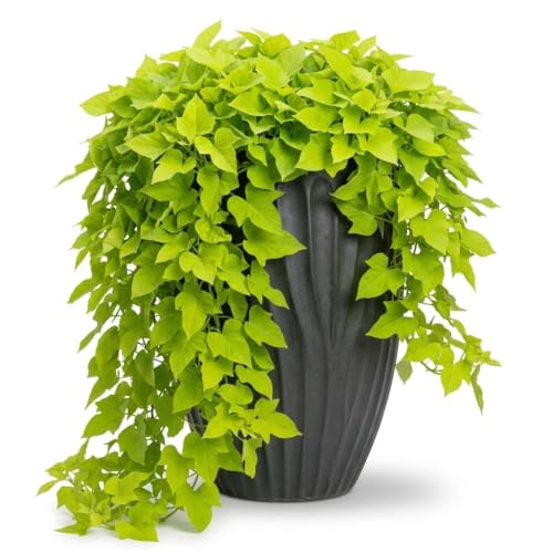 2 'margarita' Sweet Potato Vine Plants (ipomoea Batatas) - Live Rooted Starters (4-8 Inches) - Chartreuse Green Ornamental Trailing Foliage for Hanging Baskets