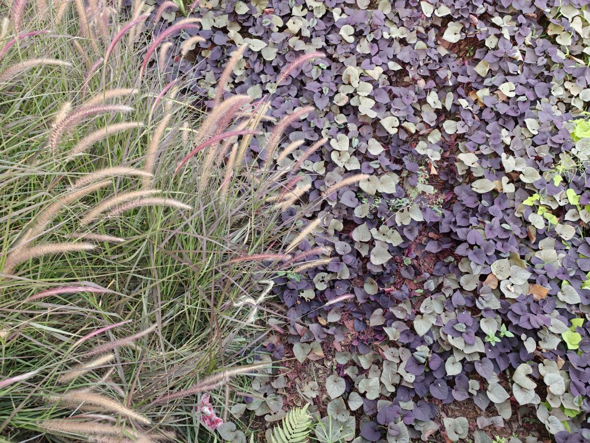 Park plants with green, orange, yellow and purple colors in the frame