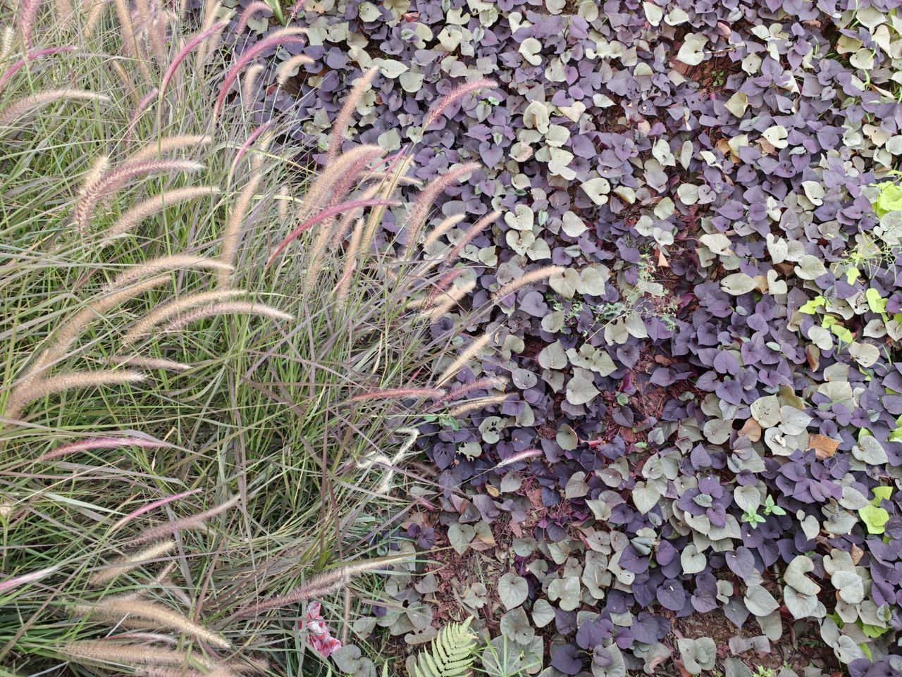 Park plants with green, orange, yellow and purple colors in the frame