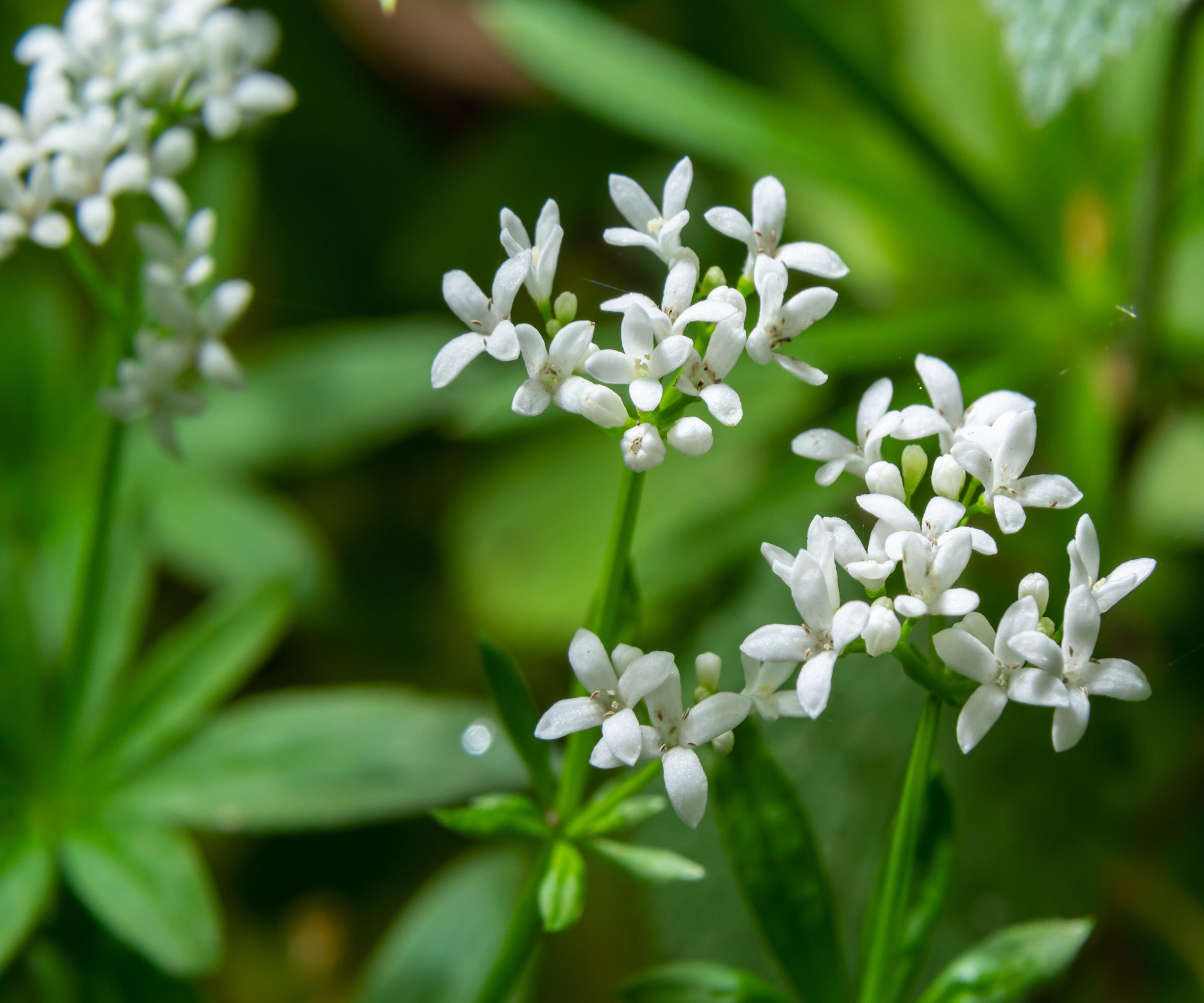 Sweet Woodruff, Galium odoratum