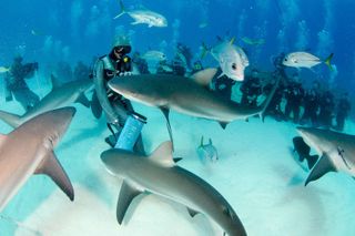 Shark Dive, Nassau