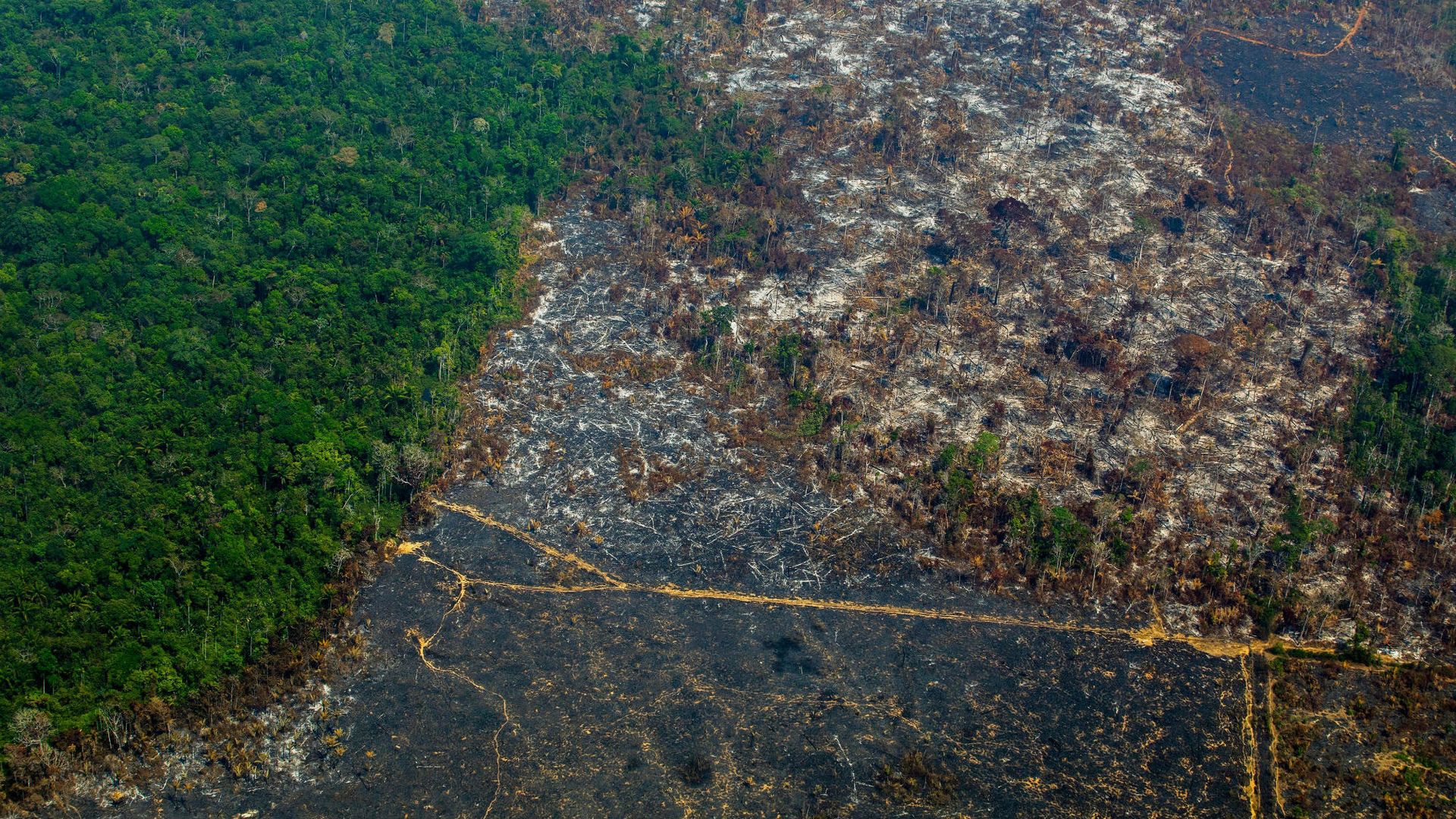 The Amazon rainforest is still burning, and the destruction is