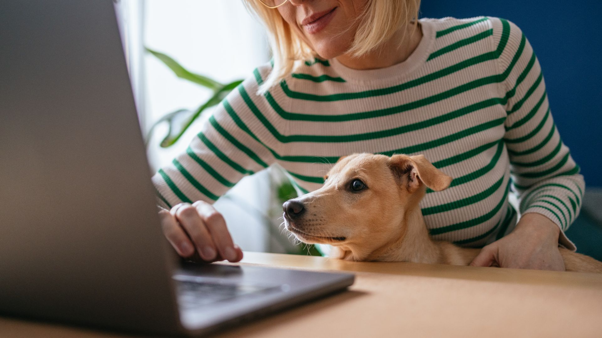 woman using laptop at table, dog peeking over from her lap