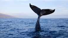 A whale tail emerges from the blue water in Maui on a sunny day