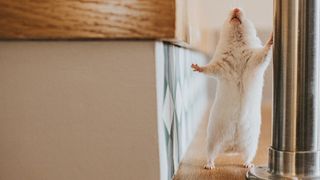 A lost hamster looking up a table leg