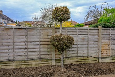 Bay Trees In Garden