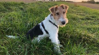 Wire fox terrier