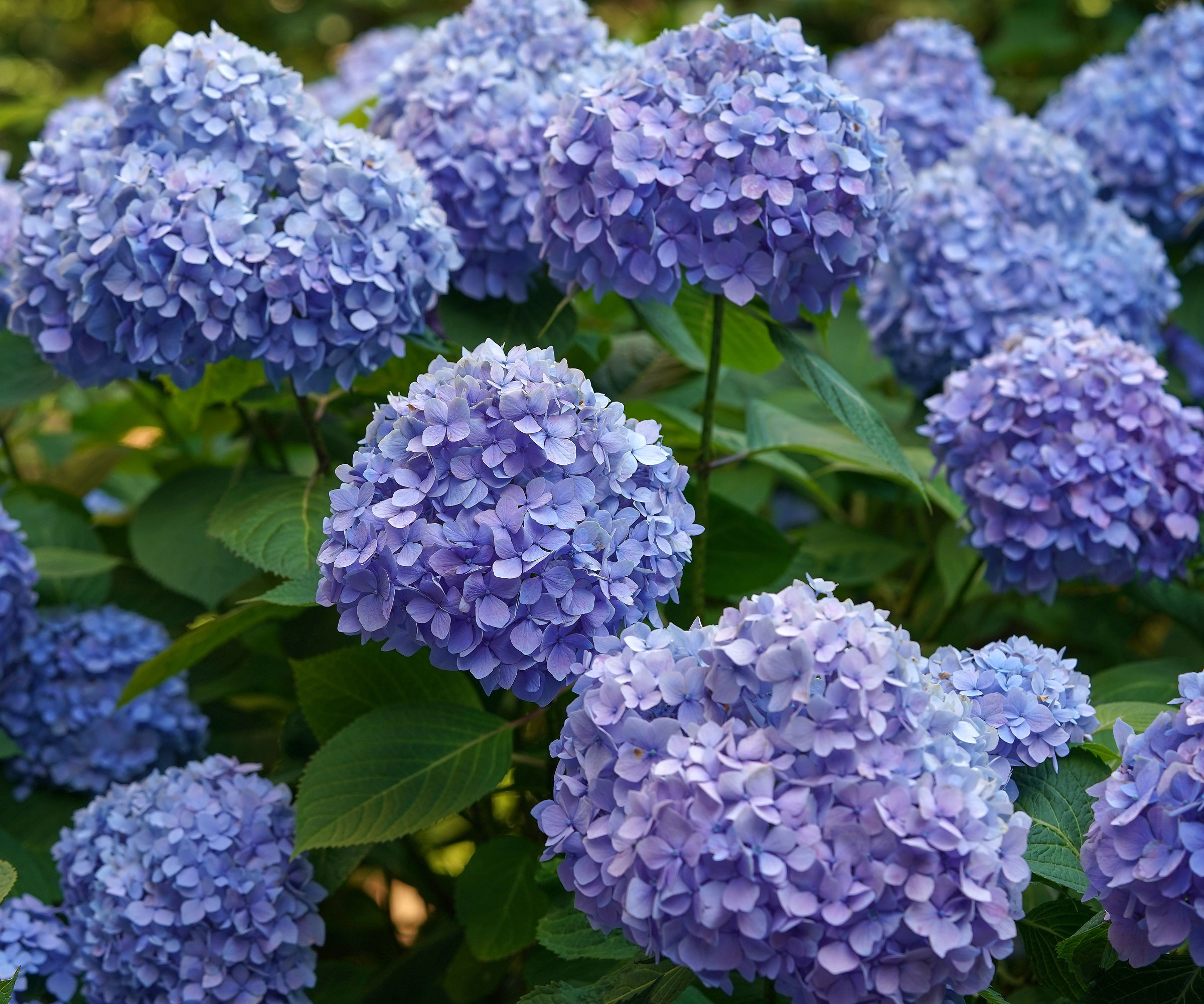 blue hydrangea Bloomstruck in full bloom