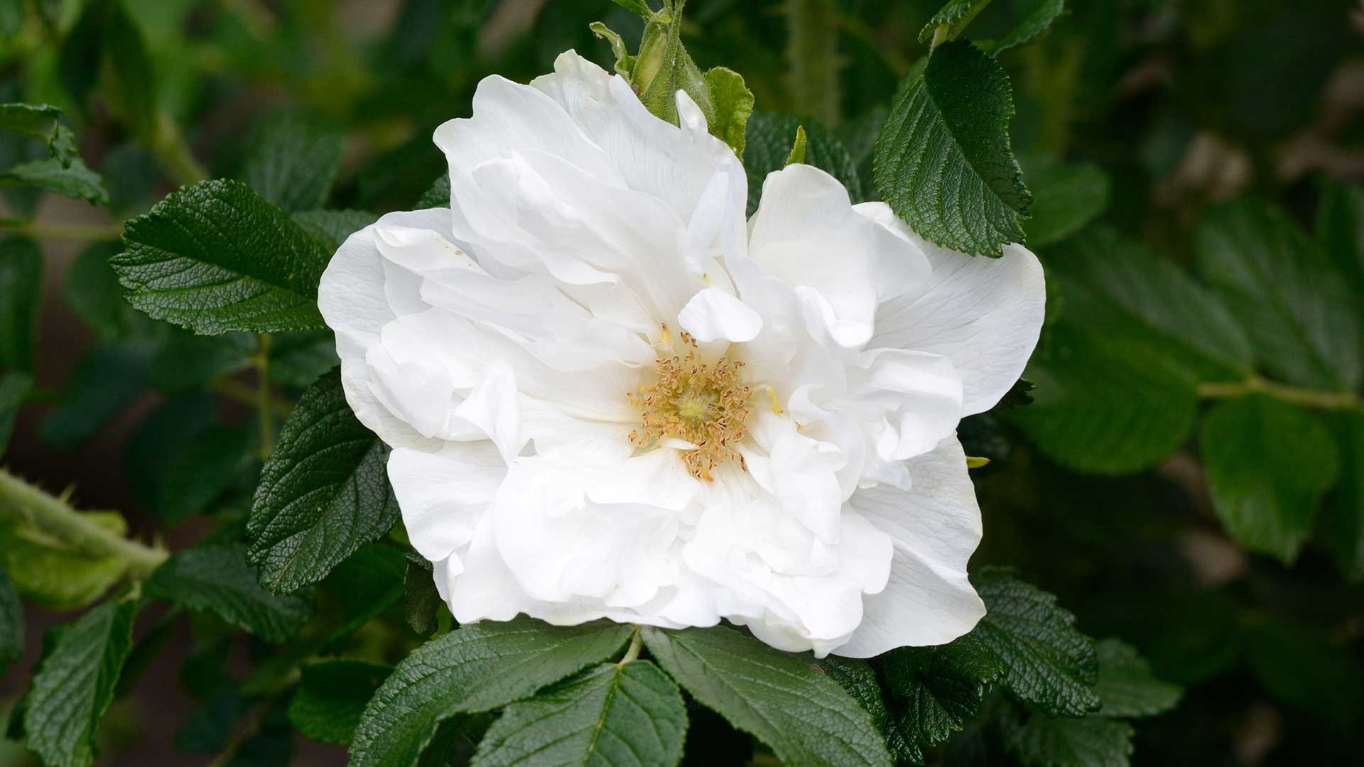 'Blanc double de Coubert' white rose