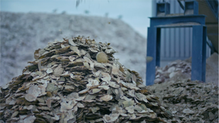 Piles of scallop shell waste