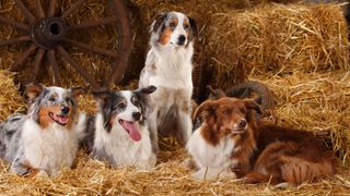 3 Australian Shepherd dogs and a border collie