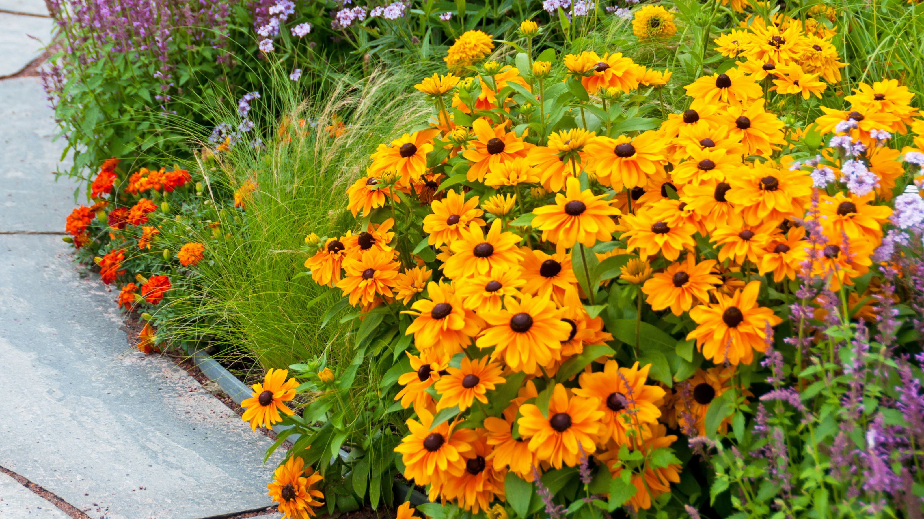 black-eyed susans